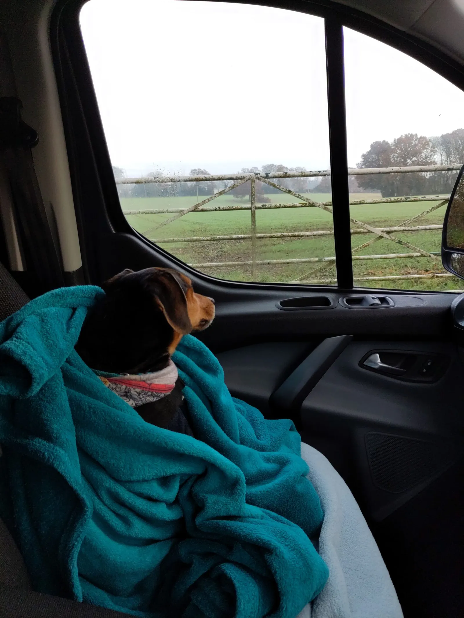 Auto Campers top dog